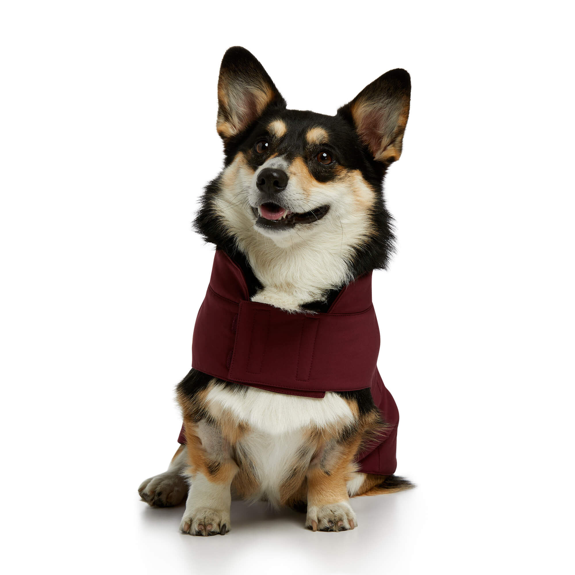 Team Softshell Dog Jacket